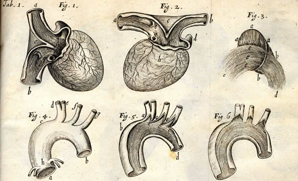 Anatomical Location Heart